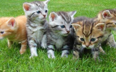 270 Nick Names for Cats: Diverse and Catchy Options