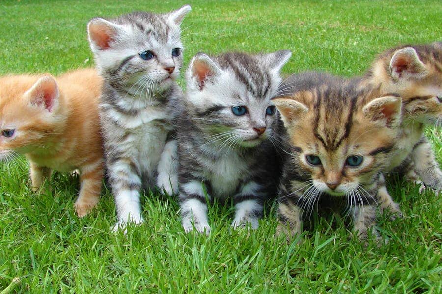 270 Nick Names for Cats: Diverse and Catchy Options