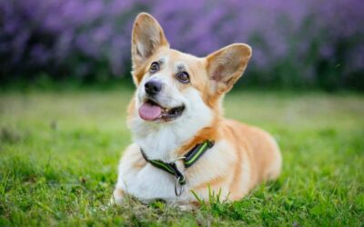 235 Nick Names for Dogs: A Comprehensive Guide for Every Canine Companion